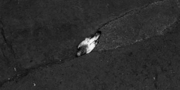 Marias e Antônios ou essa gente que ri quando deveria chorar: Val Souza sobre Cícero Costa