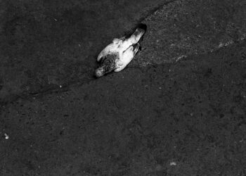 Marias and Antônios, or Those Who Laugh When They Should Cry: Val Souza on Cícero Costa