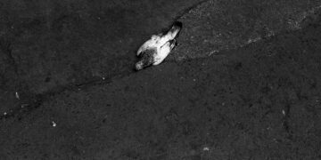 Marias and Antônios, or Those Who Laugh When They Should Cry: Val Souza on Cícero Costa