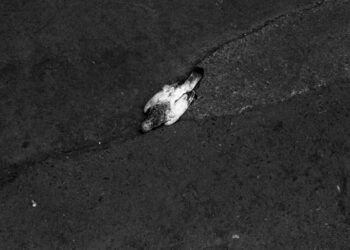 Marias and Antônios, or Those Who Laugh When They Should Cry: Val Souza on Cícero Costa